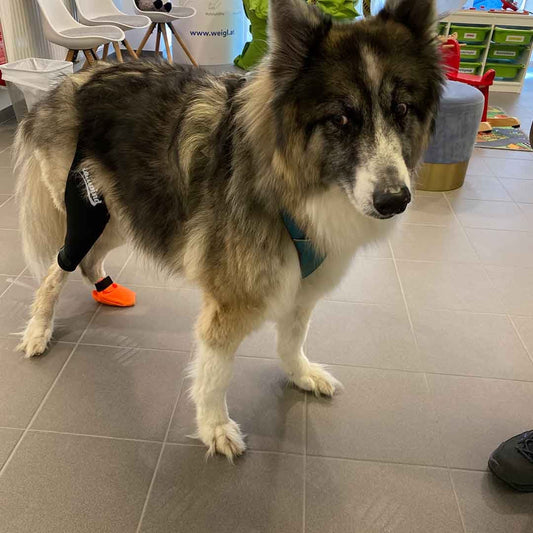 What Are the Signs That My Dog Needs a Knee Brace?