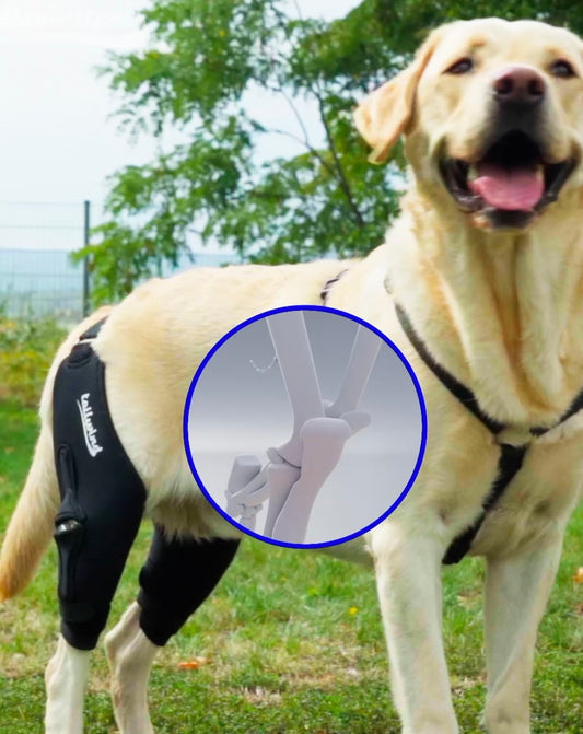 Interview about Dog Knee Injuries with an Expert