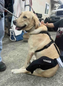 How do you stabilize a dog's knee?