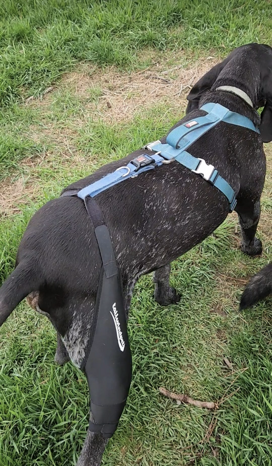 Choosing the Right Dog Brace for Luxating Patella