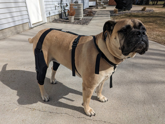 Do knee braces work for big dogs?
