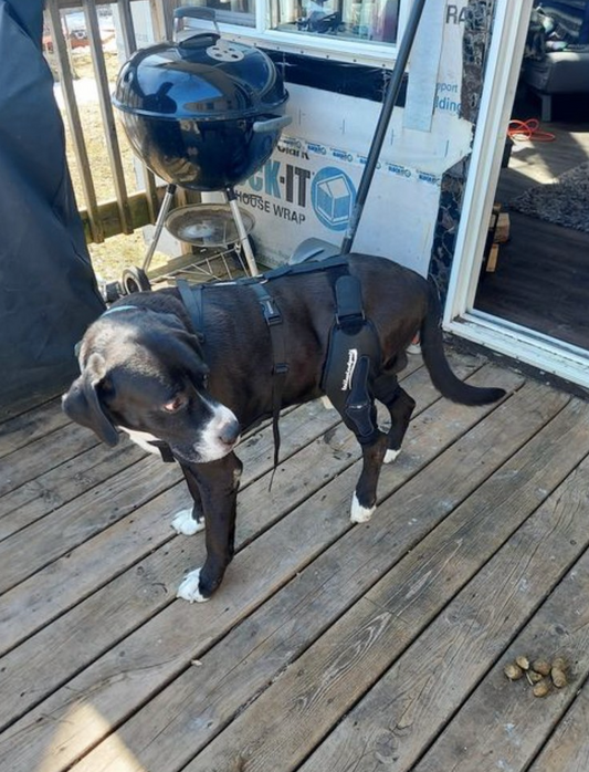 Preventive Care for Dogs with Knee Braces to Avoid Serious Injuries