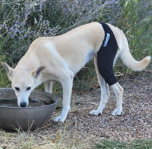 Signs Your Dog’s Knee Injury Is Getting Worse