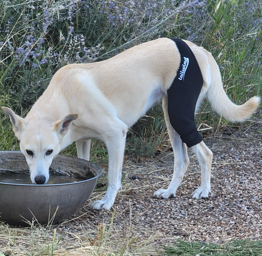 Integrating Dog Knee Braces in Wellness Plans