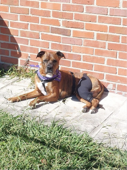 how long a dog should wear a brace daily?
