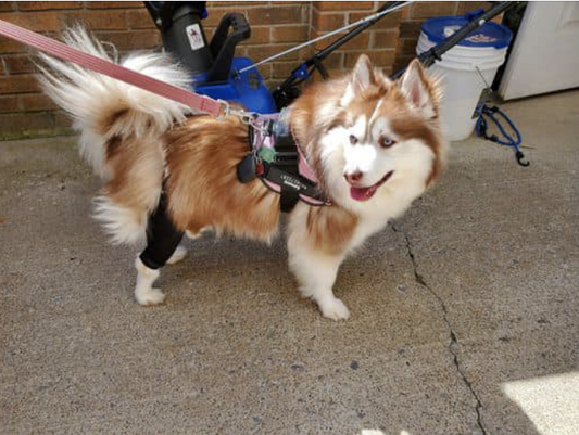 No Tricks, False Claims: TailwindPets Works for Your Dog