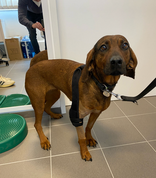 Do vets recommend dog braces?