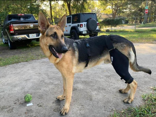 Why TailwindPets Deserves Your Trust as a Dog Knee Brace Brand