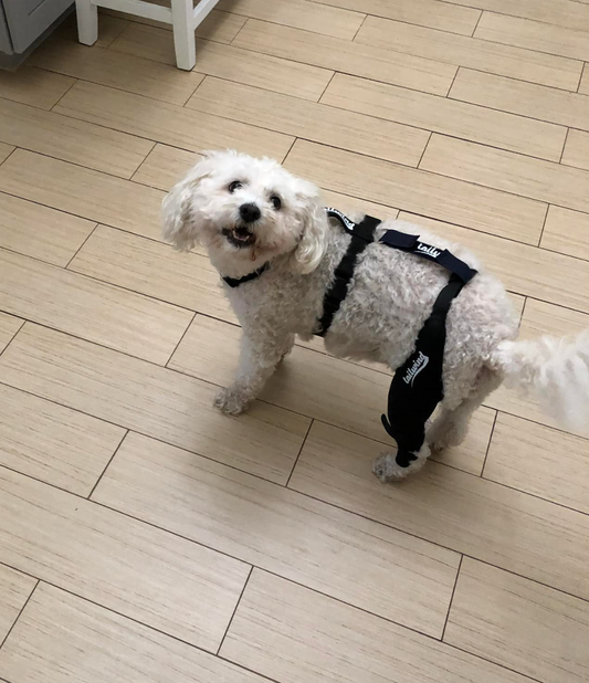 How Dog Knee Braces Aid in Rehabilitation