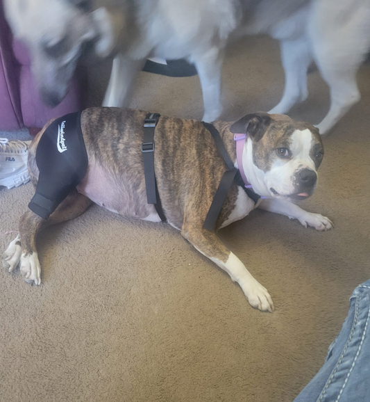 Managing Dog Knee Issues with Double Knee Braces