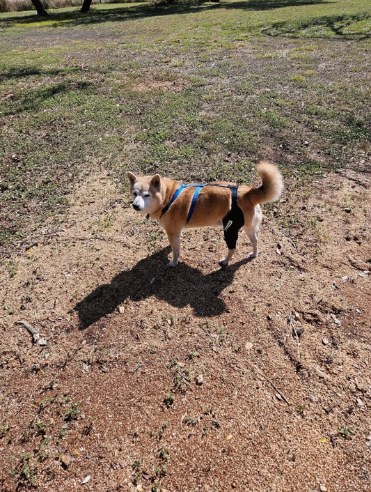 How Do Vets View Knee Braces and Do They Recommend it?