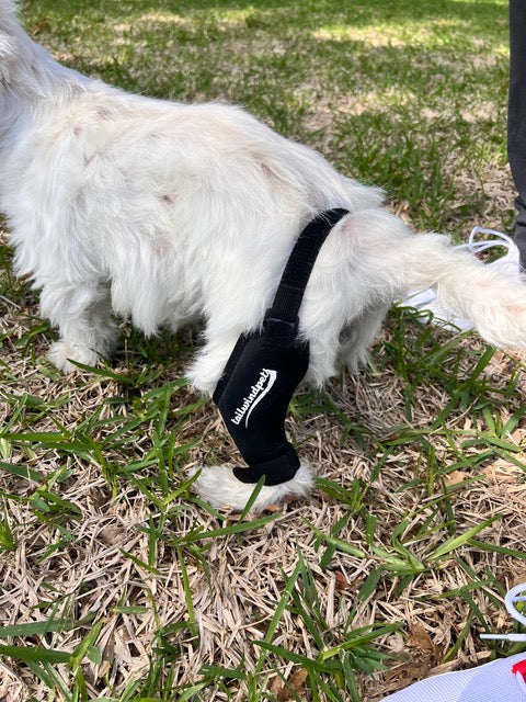Maximizing Your Dog's Comfort with Knee Braces