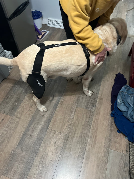 Tips for a Successful Recovery Journey with Dog Knee Braces