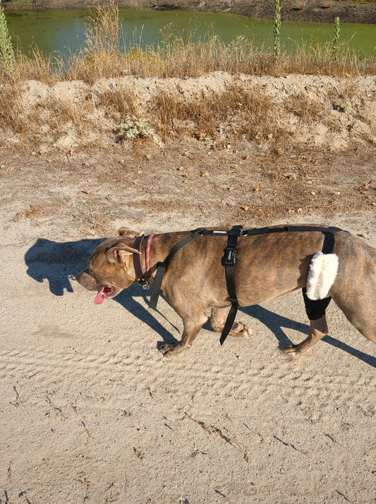 Unveiling Dog Joint Issues and Solutions