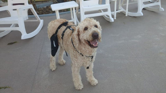 Stop Worrying—TailwindPets Works as Promised