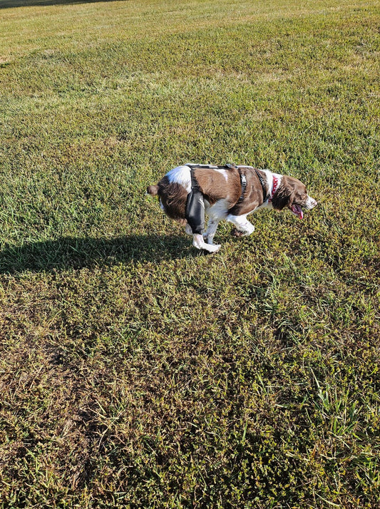 How Dog Braces Offer Relief for Luxating Patella