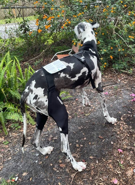 Five Easy Tips to Keep Your Dog’s Legs Injury-Free