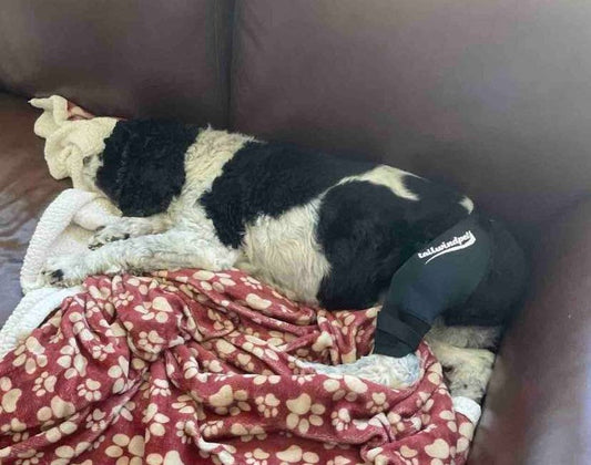 How do I choose the right knee brace for a dog with a torn ACL in one back leg?