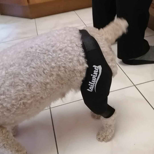 How Dog Knee Braces Can Transform Your Dog’s Life