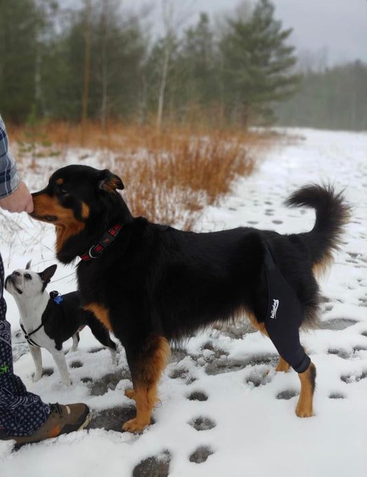 The Wonders of a Dog Knee Brace in Improving Canine Health