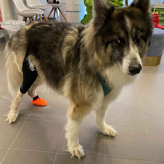 Daily Care Routines to Protect Your Dog from Leg Injuries