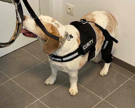Best Dog Knee Brace for Torn ACL Recovery