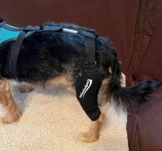 Easy Ways to Protect Against Dog Knee Pain with Daily Care and the Right Knee Brace