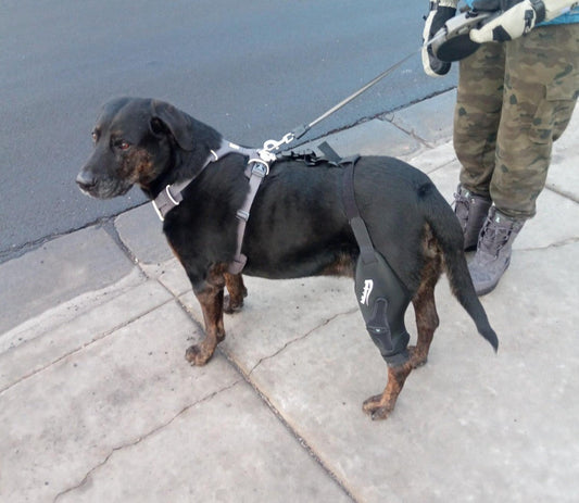 Finding the Right Dog Knee Brace to Support Recovery and Health