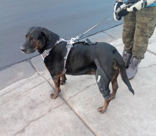 Dog Knee Braces for Active Dogs Who Love to Play
