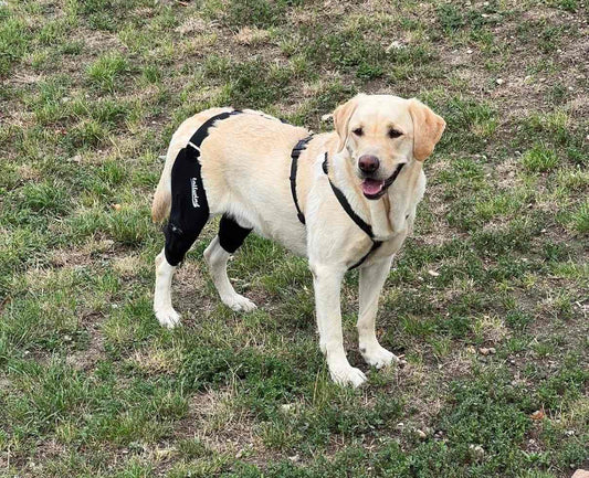 The Benefits of Dog Knee Braces in Keeping Your Pet Healthy and Active