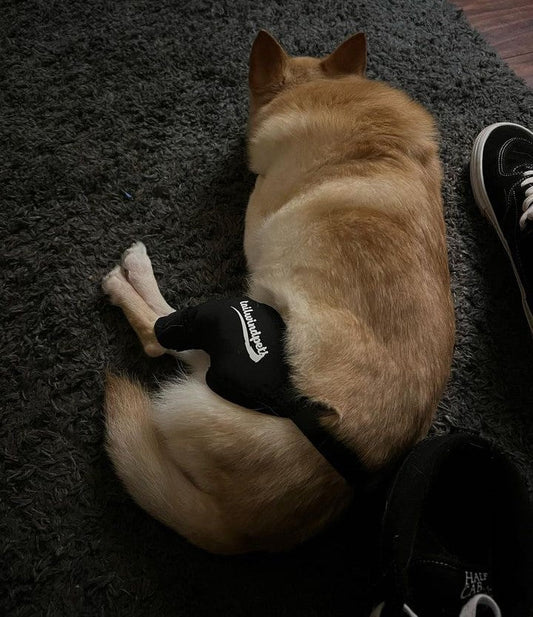 Preventing Dog Knee Pain and Leg Injuries with Simple Exercises and a Dog Knee Brace