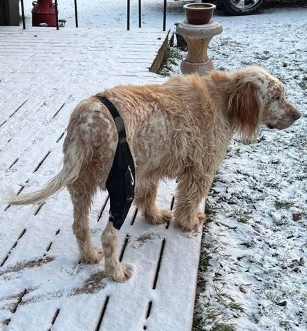Top 5 Tips for Preventing Dog Leg Injuries and Keeping Your Canine Active and Safe