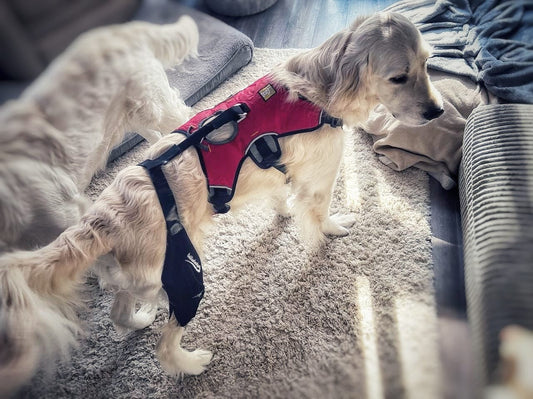 Dog Knee Braces That Work Without Surgery: Real Results