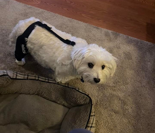 Choosing the Right Dog Knee Brace with Factors to Consider for Injury Prevention