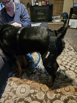 Understanding Dog Knee Pain: Common Injuries and Their Solutions