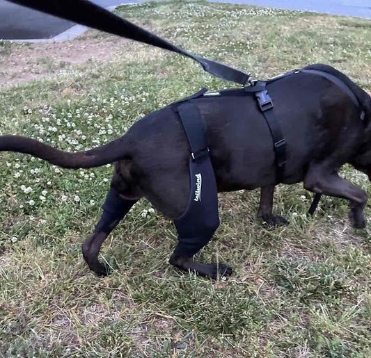 The Role of Rehabilitation and Knee Braces in Post-Injury Dog Care