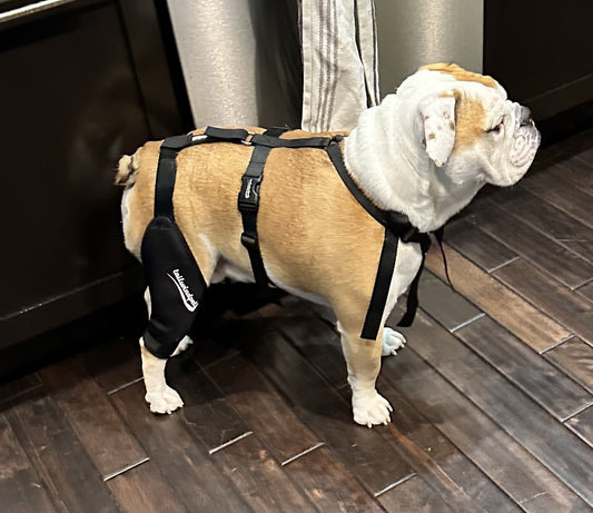 Preventing CCL Tears with Simple Exercises and Techniques for Your Dog's Knee Health