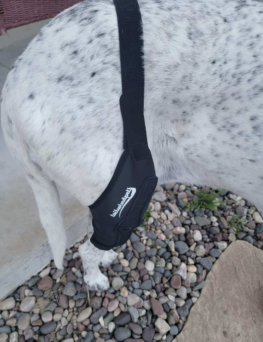 The Complete Guide to Knee Braces for Dogs and How They Prevent More Injuries