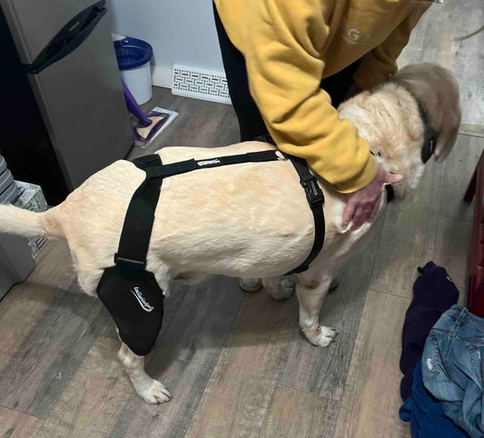Top Tips for Preventing Dog Leg Injuries with the Help of Knee Braces