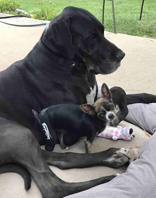 Protecting Your Dog’s Knees with High-Quality Knee Braces for Injury Prevention