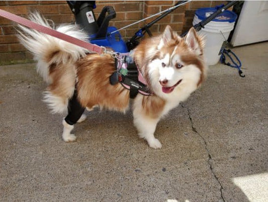 Why Dog Knee Braces Work and Their Benefits