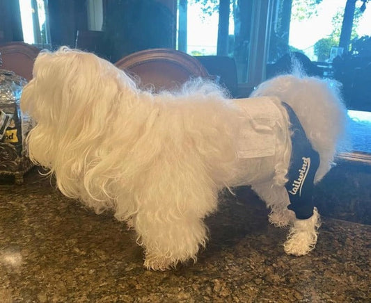 Why Dog Knee Braces Are the Best Solution for Preventing Leg Injuries