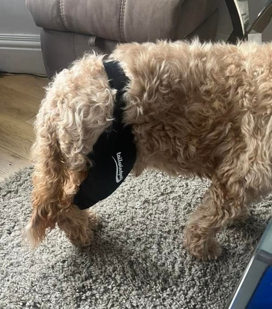 Dog Knee Pain: Causes, Symptoms, and Effective Recovery Tips
