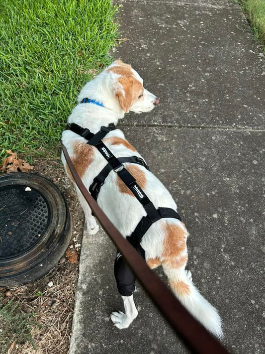 How Dog Knee Braces Can Help Prevent Painful Leg Injuries