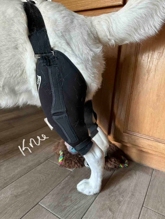 The Truth About Dog Knee Braces and How They Support Healing