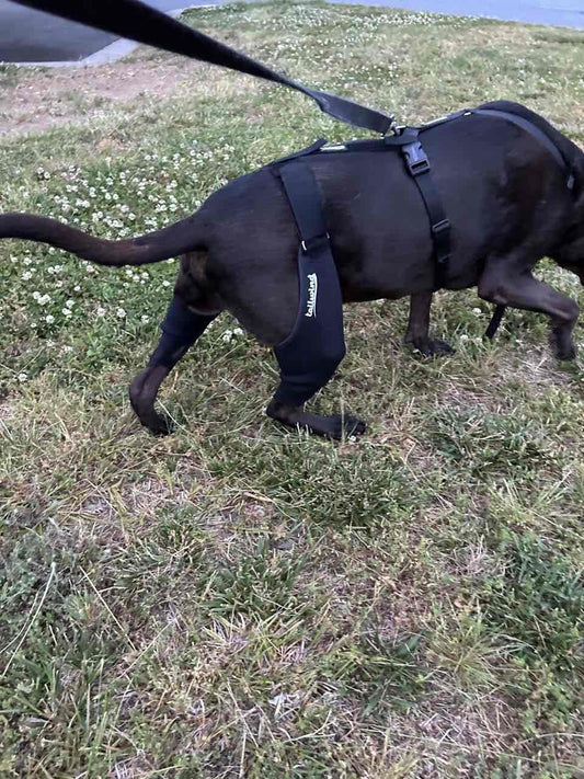 The Importance of Dog Knee Braces in Preventing Injuries