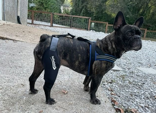 How Dog Knee Braces Reduce Pain and Improve Mobility