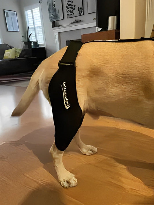Custom Dog Knee Brace for Injury Recovery