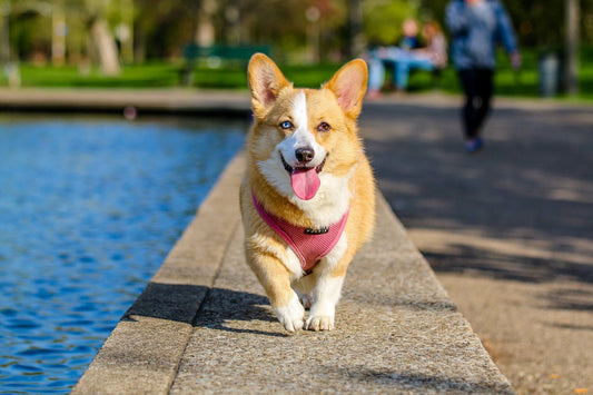 Dog Massages to do at home for your dog