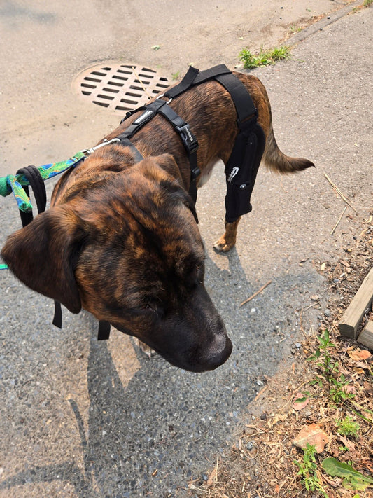 How a Dog Knee Brace Can Transform Your Dog’s Mobility and Quality of Life